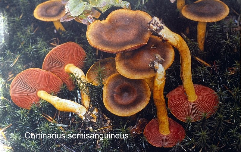 Cortinarius semisanguineus-amf536.jpg - Cortinarius semisanguineus ; Syn1: Dermocybe semisanguinea ; Syn2: Cortinarius cinnamomeus var.semisanguineus ; Nom français: Cortinaire à demi sanguin